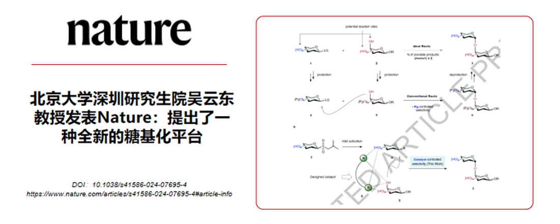 威廉体育williamhill深圳研究生院吴云东教授发表Nature:提出了一种全新的糖基化平台